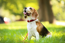 Beagle Dog Sitting On The Grass In Park