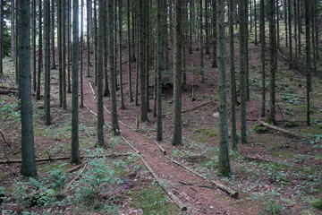 Wall Mural - Spruce forest