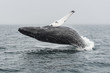 A humpback whale breaching out of the Atlantic Ocean off the Gloucester coast of Massachusetts on a foggy day.