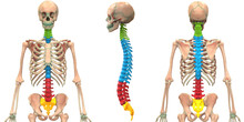Human Skeleton System Vertebral Column Anatomy