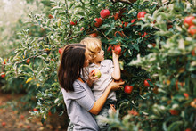 Woman And Young Boy With Blond Curly Hair Picking Red Delicious Apples In The Orchard In Fall Season. Michigan, US