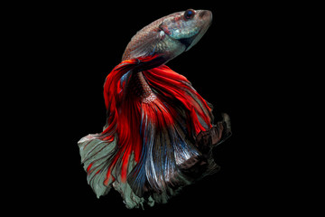 Wall Mural - Rhythmic movement of fancy half moon long tail Betta fish isolated on black background.