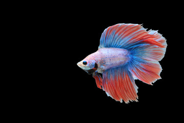 Wall Mural - Blue-orange fighting fish and black background