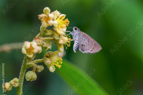 Small Palm Bob  or uastus minutus aditia Evans (1943), brown butterfly  feedi...