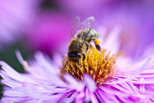 Germany, Bavaria, Wuerzburg, Honey Bee Sucking Honey From Flower, Close Up