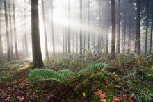 Germany, Berlingen, Fern In Misty Forest