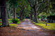 End of the Road. A tranquil pathway meanders through an old cemetery, framed by majestic oak trees with Spanish moss dangling softly from their branches. Tombstones and monuments are dotted near grass
