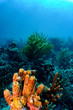 Colorful coral in a beautiful underwater landscape