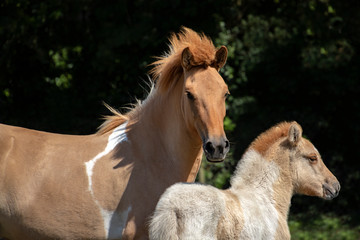  Islandic horse mare and foal