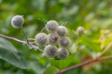 Arctium burdock burs showing minute hooks which attach seeds to fur of passing animals.