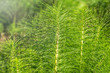 Lush green stems of the field horsetail with blurry background.