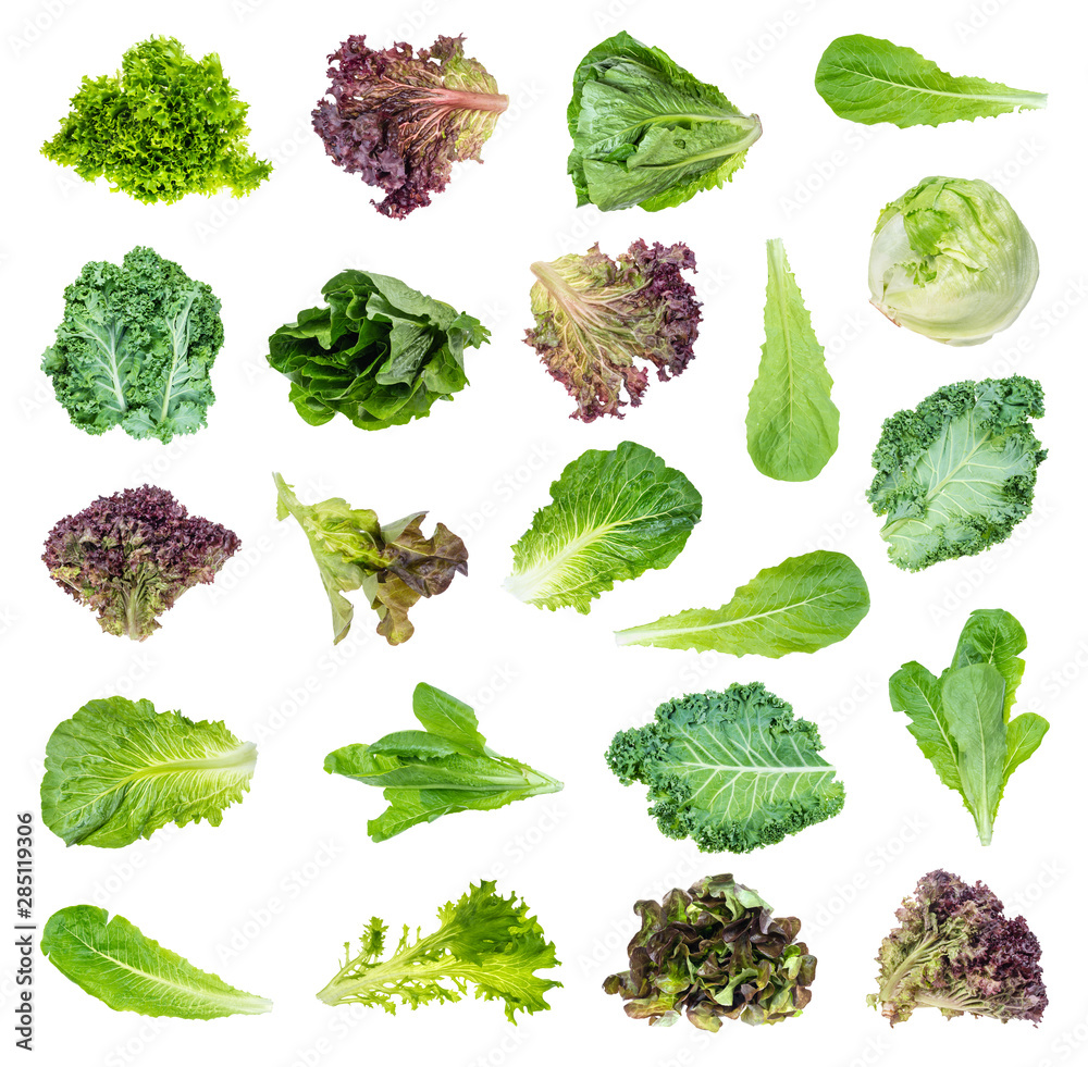 set of various fresh lettuces and kale cutout - obrazy, fototapety, plakaty 