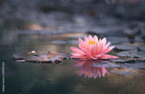  Fototapeta kwiat lotosu   lilia-wodna-unoszaca-sie-na-wodzie
