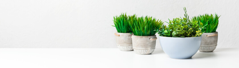 Grassy decorative plants in different pots against white wall