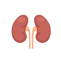 Wall Mural - Kidney renal flat realistic icon. Human kidney vector organ icon. Anatomy urology or nephrology logo