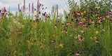 Fototapeta  - Native wildflowers on the prairie at Moraine Hills State Park in Illinois