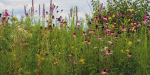 Native Wildflowers On The Prairie At Moraine Hills State Park In Illinois