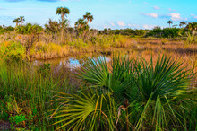 Gator Pool Surrounded By Palm Trees; Saw Grass And Palmetta In Everglades National Park