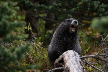 angry mountain marmot
