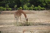 Fototapeta Sawanna - belle girafe