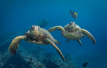 Wall Mural - Turtles in Hawaii chilling at a cleaning station