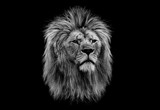 Fototapeta Sawanna - Black and white head of a lion