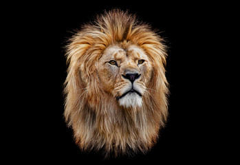 Wall Mural - Coloured lion head on a black background