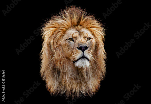 Cuadros en Lienzo Coloured lion head on a black background