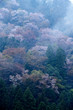 朝霧と天空の桜、霧の中の桜
