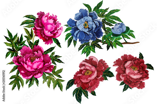 Set of watercolor peonies. Chinese art.