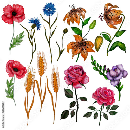 Watercolor botanical illustration of flowers: lily, rose, wheat,poppy, cornfl...