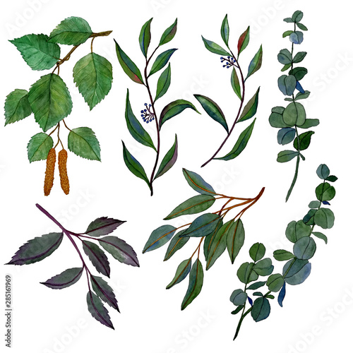 Set of watercolor leaves and branches. Can be used for any kind of design.