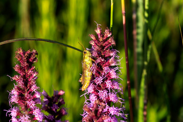 Canvas Print - The red-legged grasshopper (Melanoplus femurrubrum) on  meadow