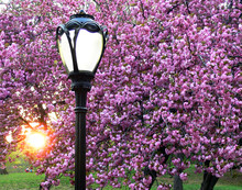 Central Park Lamp Post