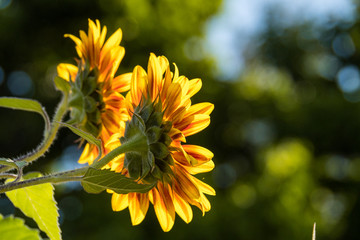 two sunflowers blooming in the garden back lit by the morning sun with blurry green background