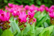 Beautiful Pink Flowers Of Siam Tulip Or Krachiew Flowers (Curcuma Alismatifolia) In Garden At Pa Hin Ngam National Park, Chaiyaphum.