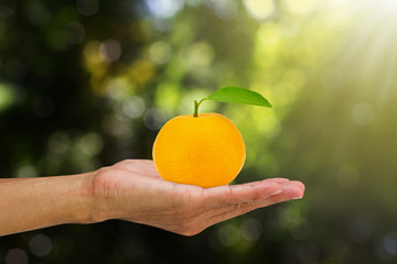 Hand holding fresh orange fruit on blurred green nature background