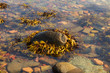 © Viktorishy - Stone covered by sea weed with clear water around on a stone beach in the island of Ven in southern Sweden during summer.