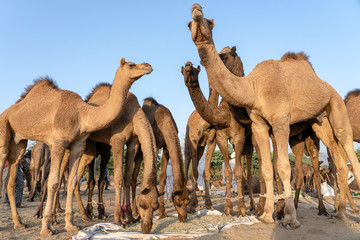 Wall Mural - Camels in desert Thar during Pushkar Camel Fair, Rajasthan, India