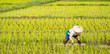 © gexphos - Farmers are planting rice in the farm