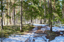 Green Branch With Needles In Pine Forest In The Beginning Of Spring Under The Snow. Winter Landscape With Trunk Of Pine Trees I