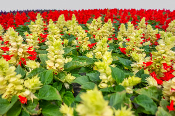 Sticker - yellow and red flowers