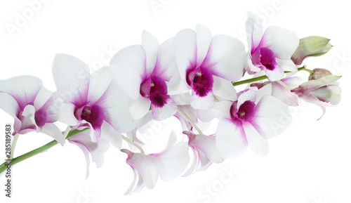 Foto: White orchid isolated on white White orchid isolated on white