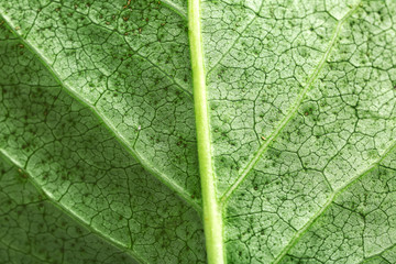 Texture of green leaf, closeup