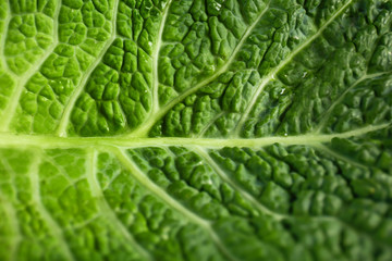 Texture of fresh cabbage, closeup