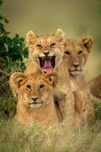 Lion Cub Lies Yawning By Two Others