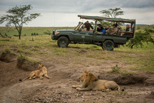 Male And Female Lion Lying Near Truck