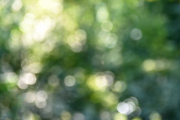 blurred natural green background - bokeh glare.