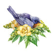 Watercolor illustration of an eastern bluebird in flowers. Beautiful blue bird sitting in yellow freesia flowers and green leaves. Peacefull harmony composition. Isolated on white background