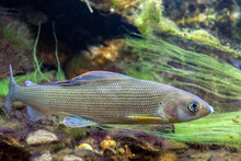 Grayling - Thymallus Thymallus In Nature, Mountain  River